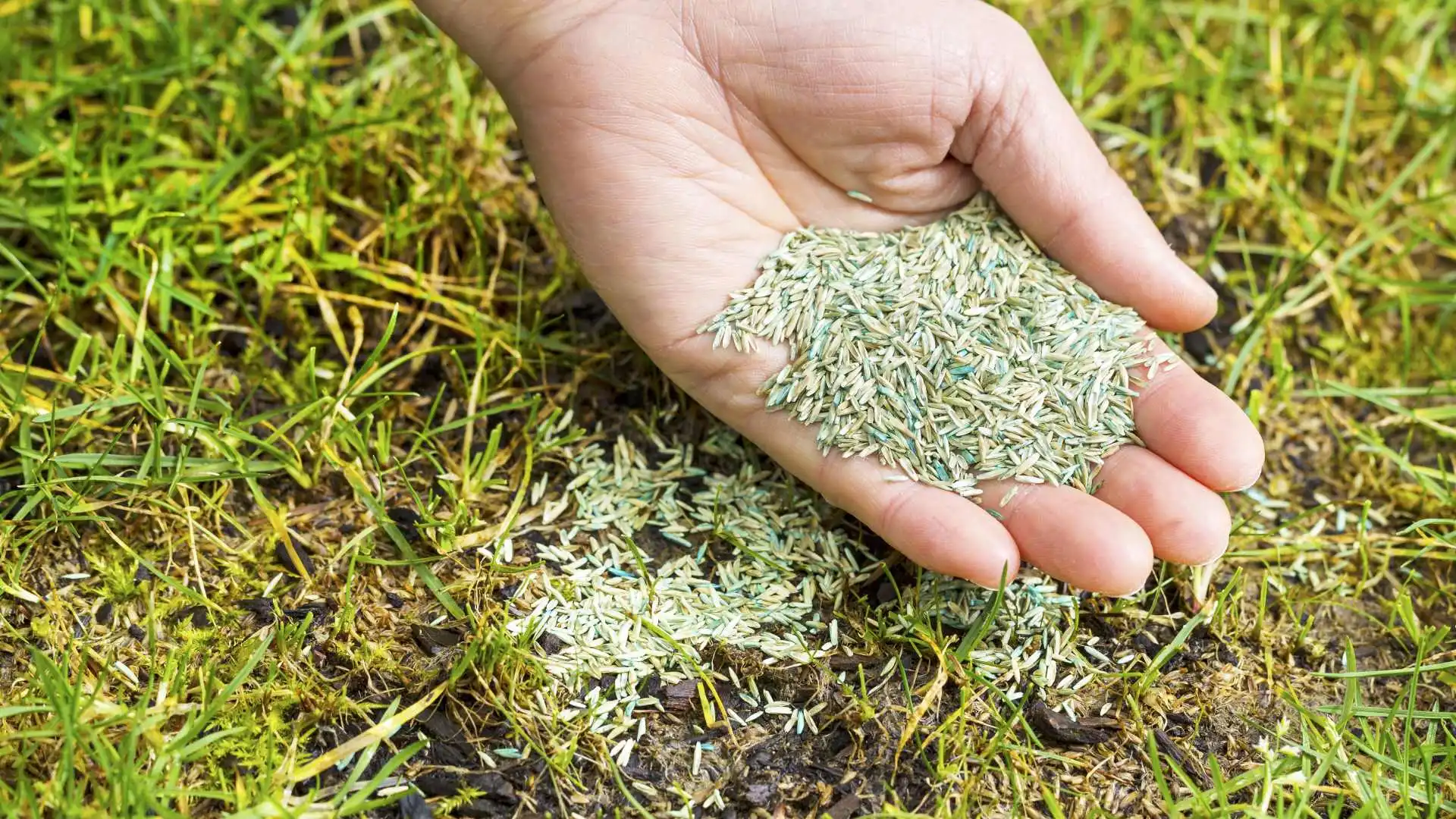 Handful of seeds being poured onto a patch in lawn in Escanaba, MI.