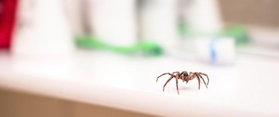 Spider crawling inside a home in Escanaba, MI.